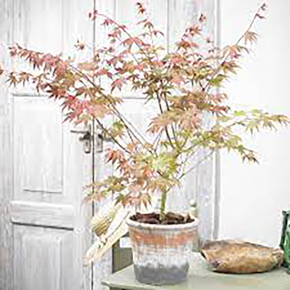 Artar Japonez Brown Sugar, cu Frunze Maronii-Rosiatice