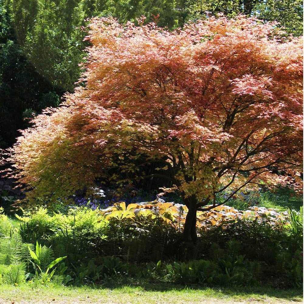 Artar japonez Butterscotch, cu frunzis verzui-portocaliu-roz