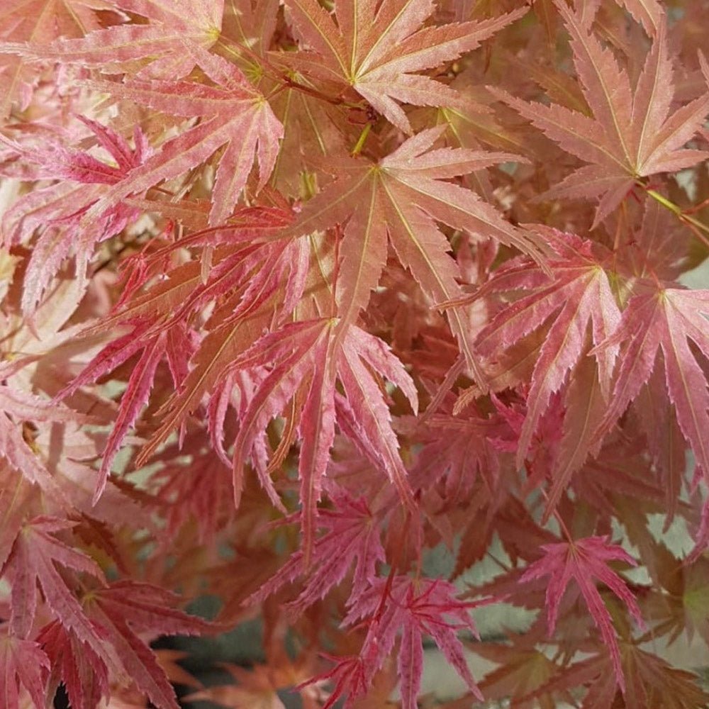 Artar japonez Butterscotch, cu frunzis verzui-portocaliu-roz