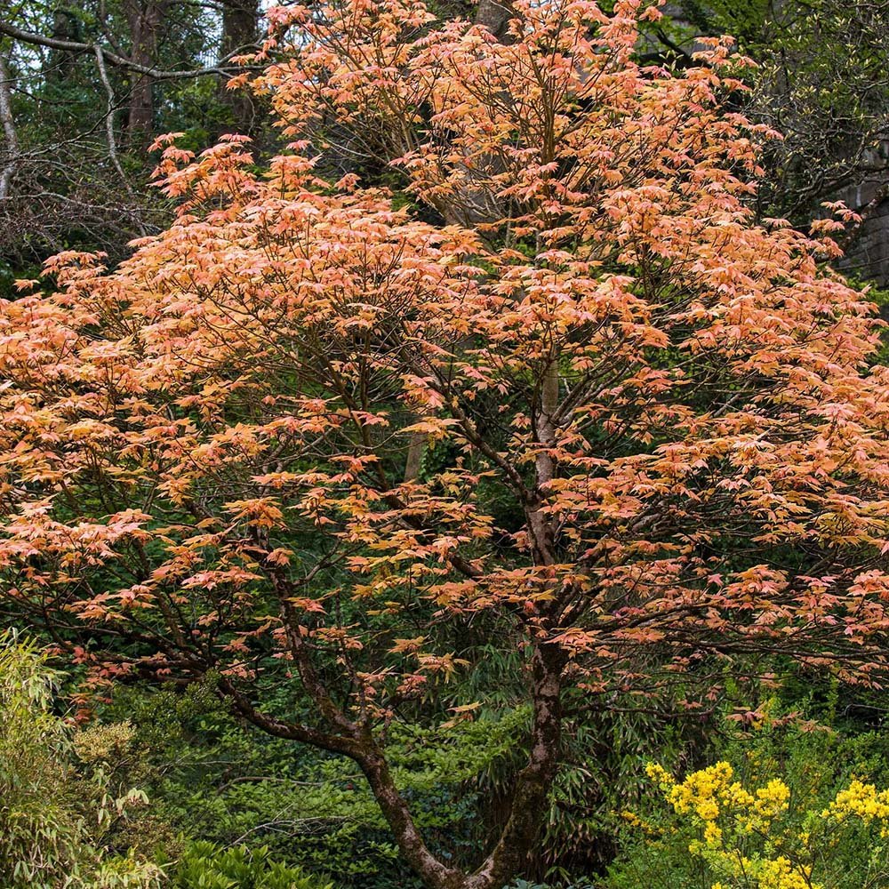 Artar japonez Butterscotch, cu frunzis verzui-portocaliu-roz