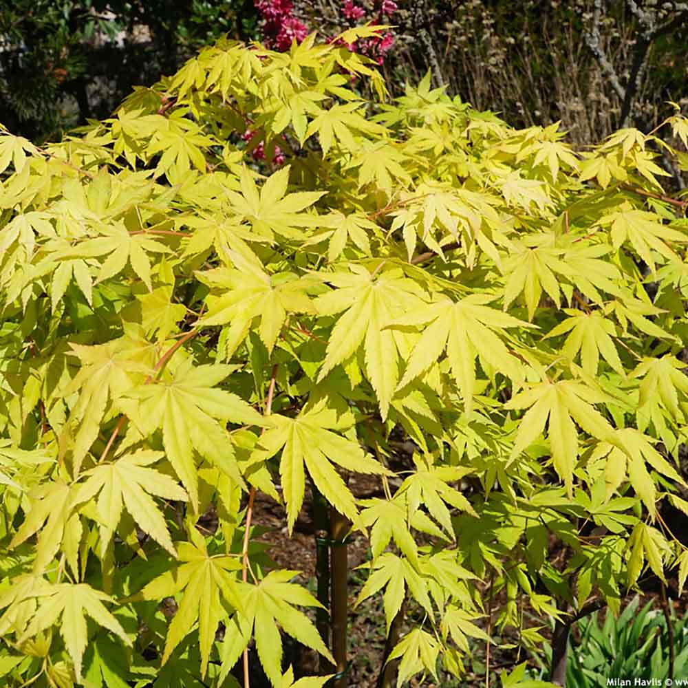 Artar Japonez Cascade Gold, cu frunzis auriu