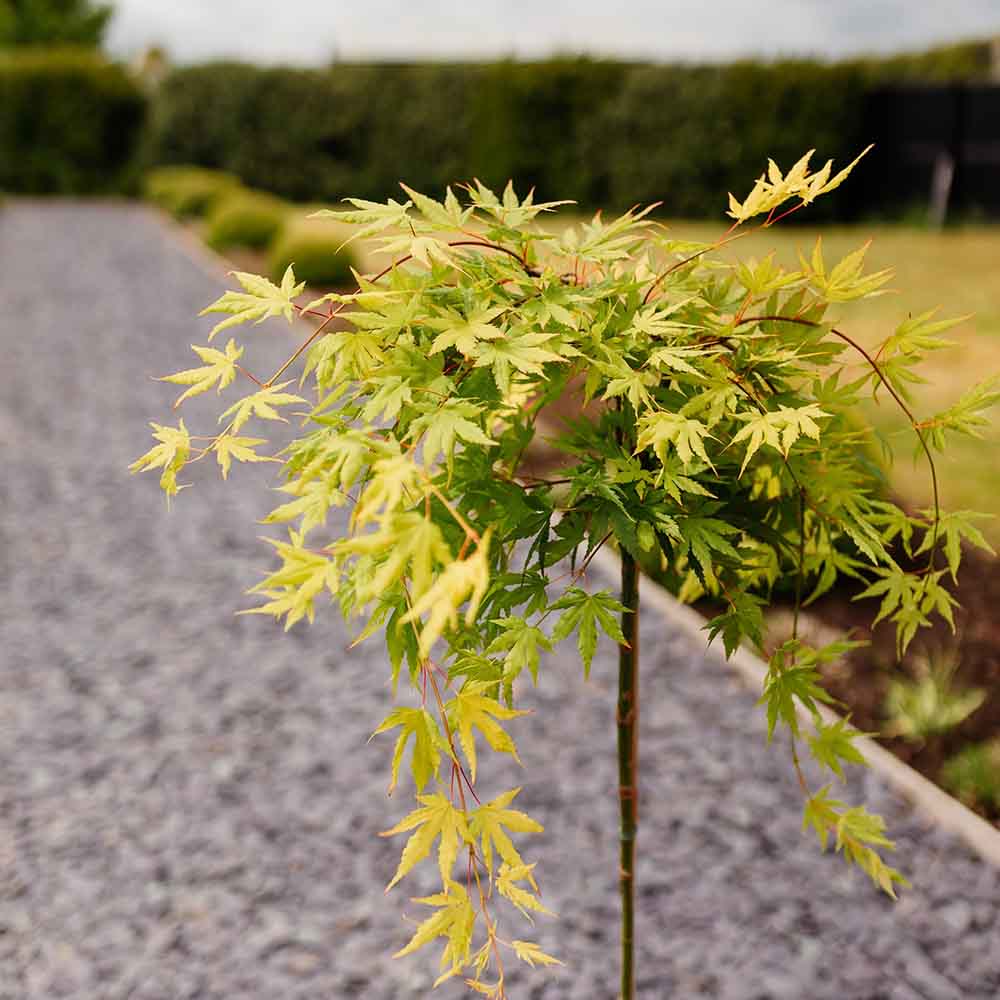 Artar Japonez Cascade Gold, cu frunzis auriu