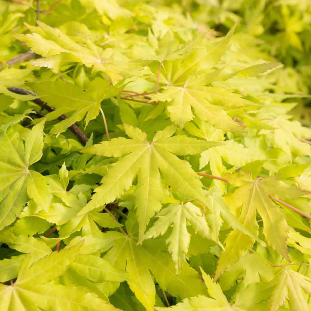 Artar Japonez Cascade Gold, cu frunzis auriu