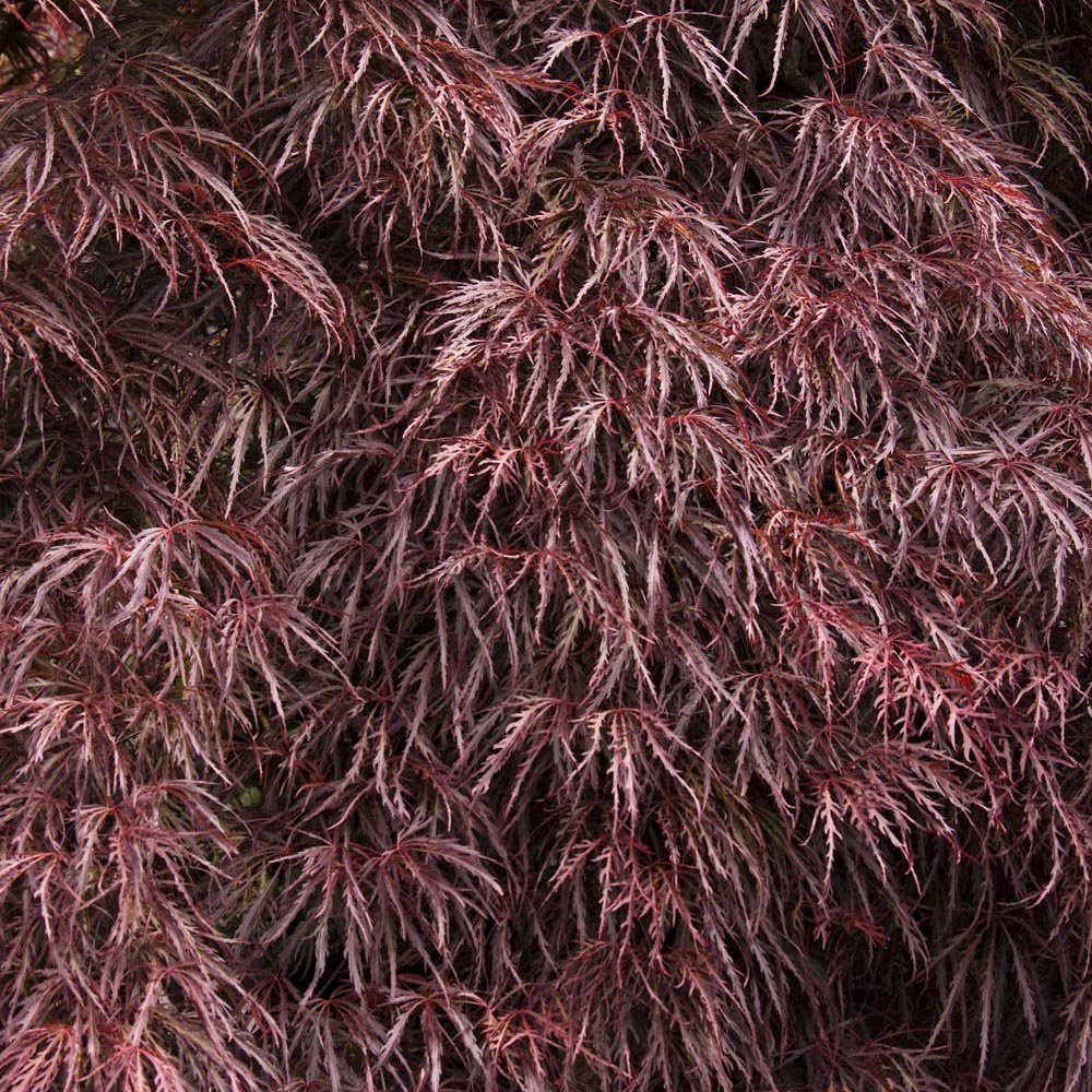 Artar Japonez Crimson Queen, cu Frunze rosii-purpurii