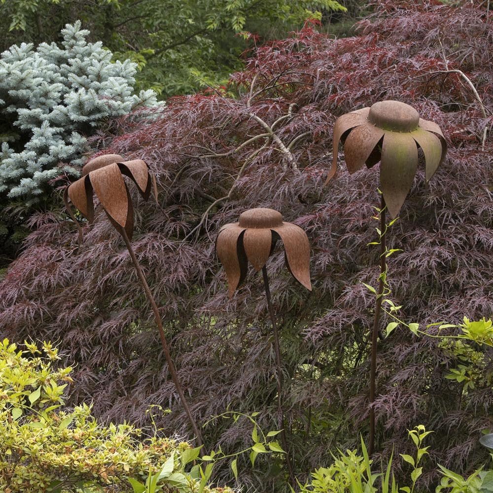 Artar Japonez Crimson Queen, cu Frunze rosii-purpurii