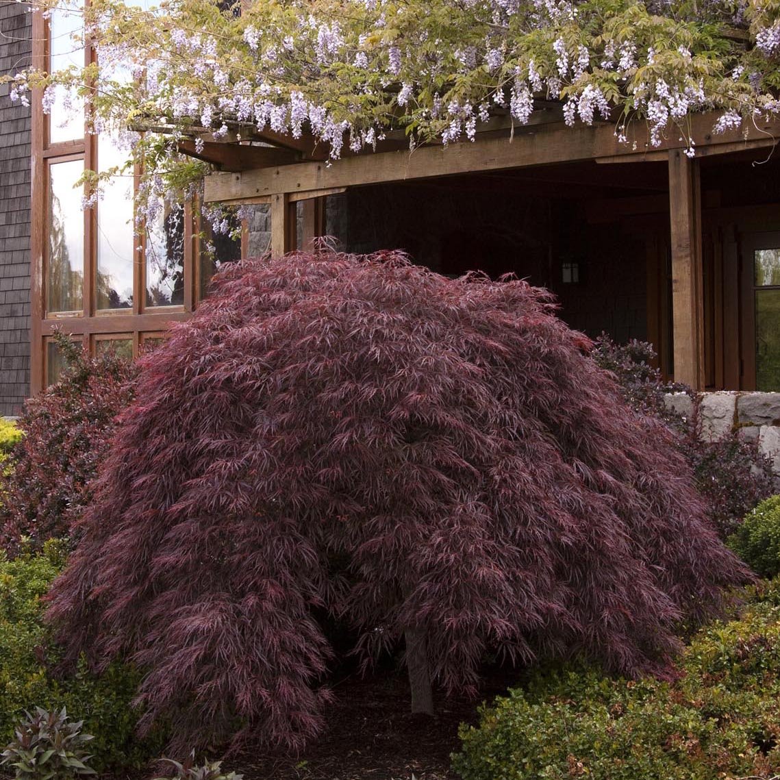 Artar Japonez Crimson Queen, cu Frunze rosii-purpurii