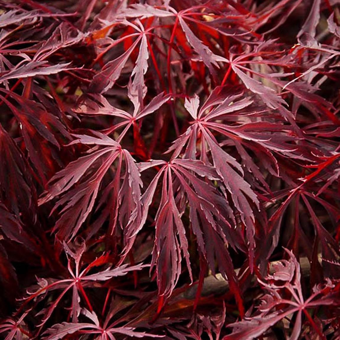 Artar Japonez Crimson Queen, cu Frunze rosii-purpurii