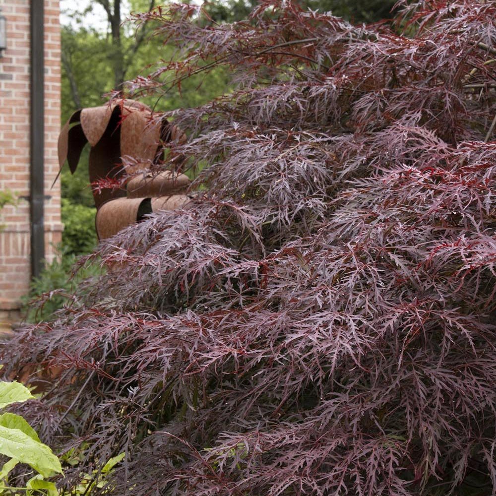 Artar Japonez Crimson Queen, cu Frunze rosii-purpurii