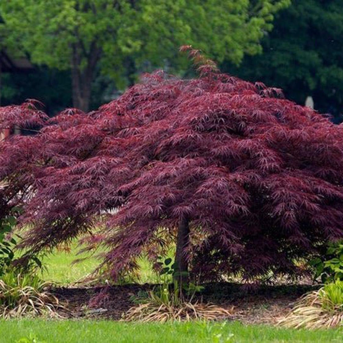 Artar Japonez Crimson Queen, cu Frunze rosii-purpurii