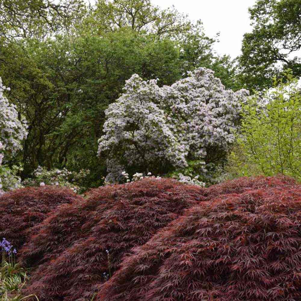 Artar Japonez Crimson Queen, cu Frunze rosii-purpurii