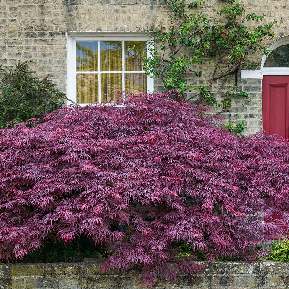 Artar Japonez Crimson Queen, cu Frunze rosii-purpurii