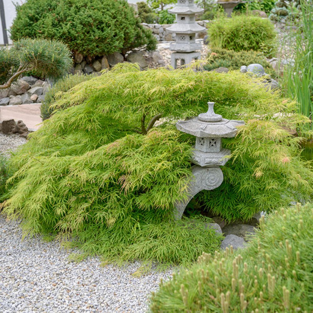 Artar Japonez Dissectum, cu frunzis verde, pe tulpina