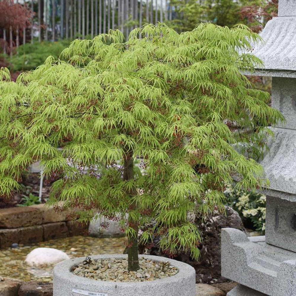 Artar Japonez Dissectum, cu frunzis verde, pe tulpina