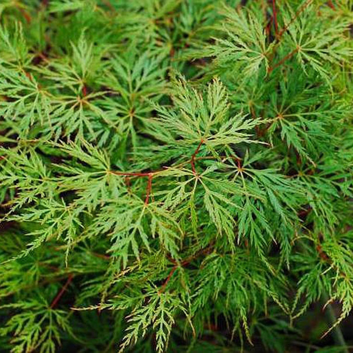 Artar Japonez Emerald Lace, cu frunze verzi