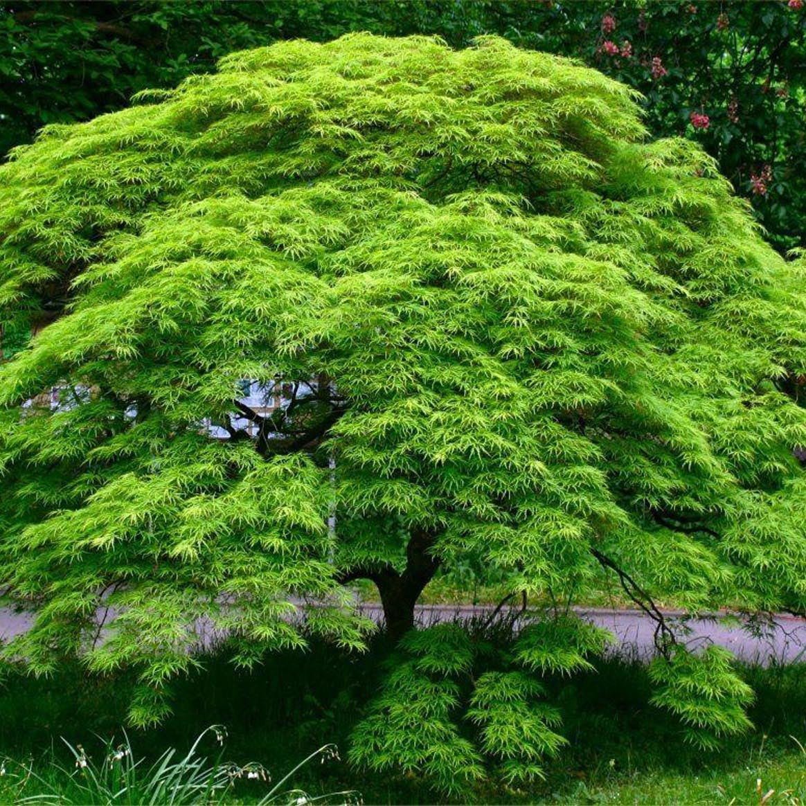 Artar Japonez Emerald Lace, cu frunze verzi