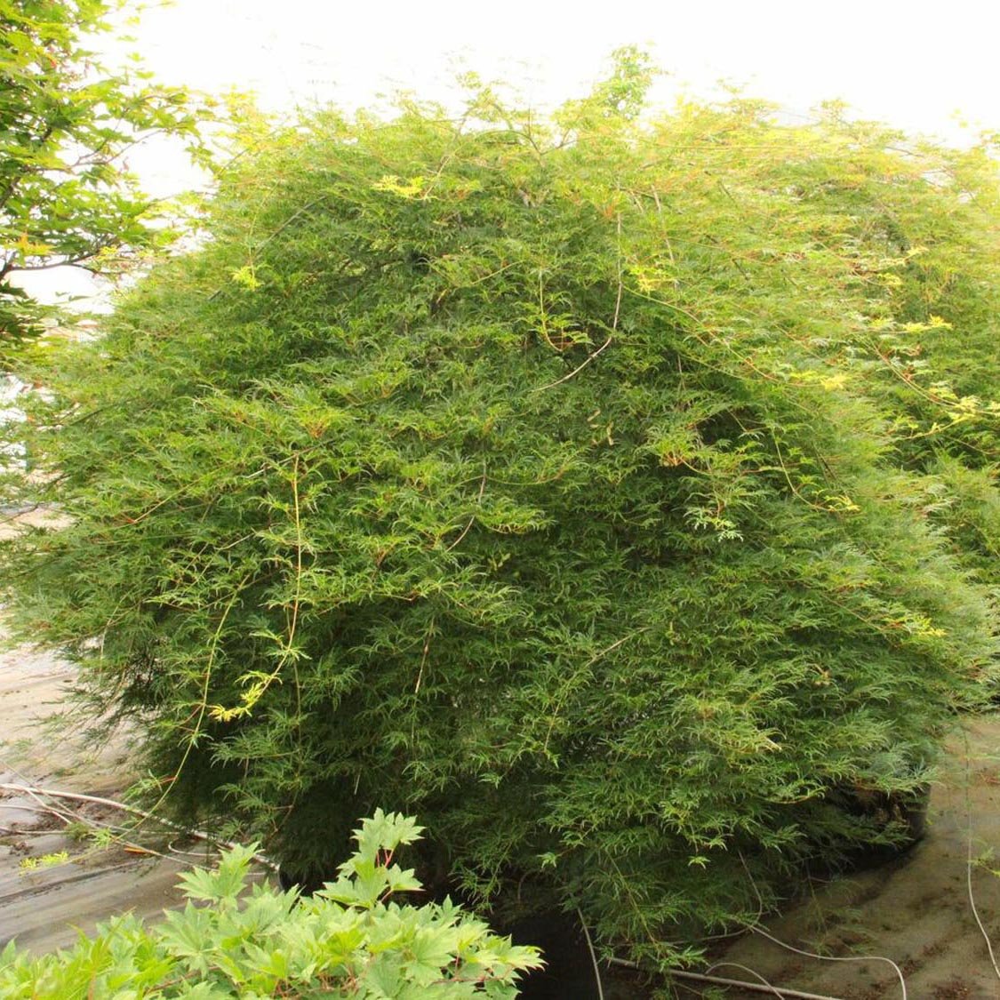 Artar Japonez Emerald Lace, cu frunze verzi