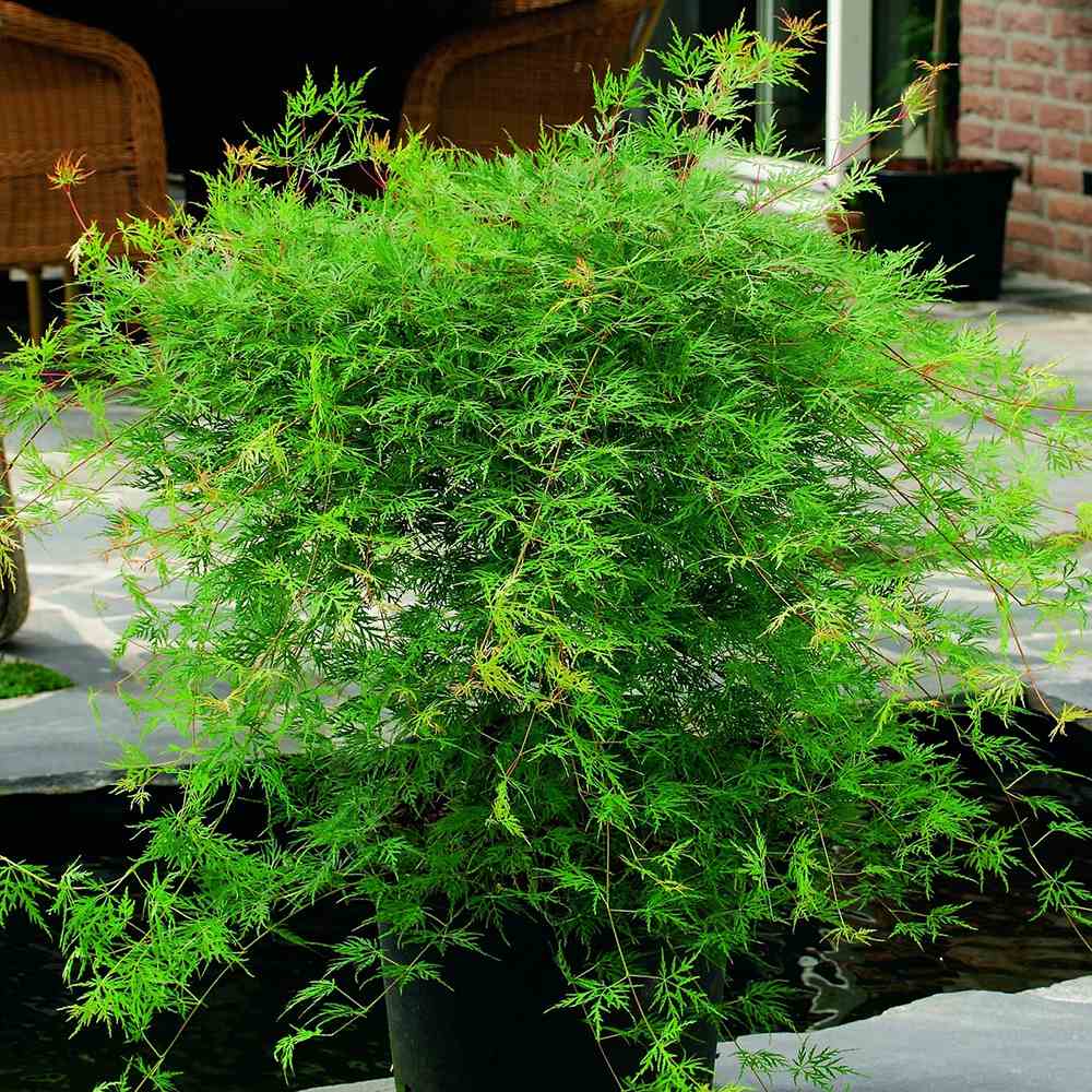 Artar Japonez Emerald Lace, cu frunze verzi