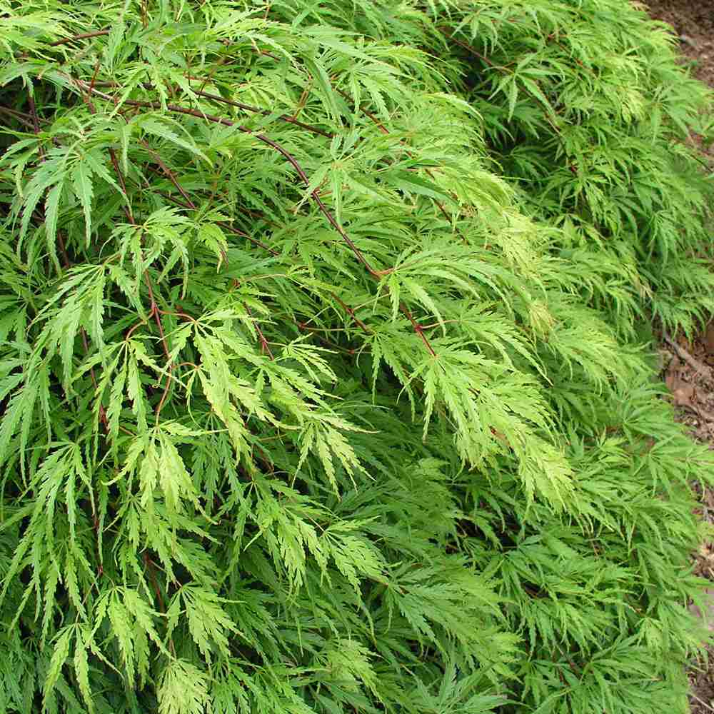 Artar Japonez Emerald Lace, cu frunze verzi