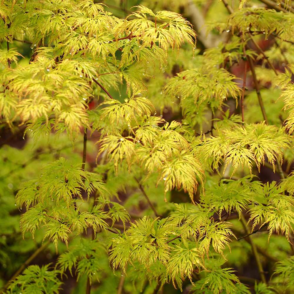 Artar Japonez Emerald Lace, cu frunze verzi