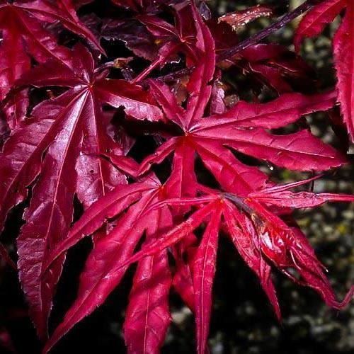 Artar Japonez Red Emperor, cu frunzis rosu - inchis