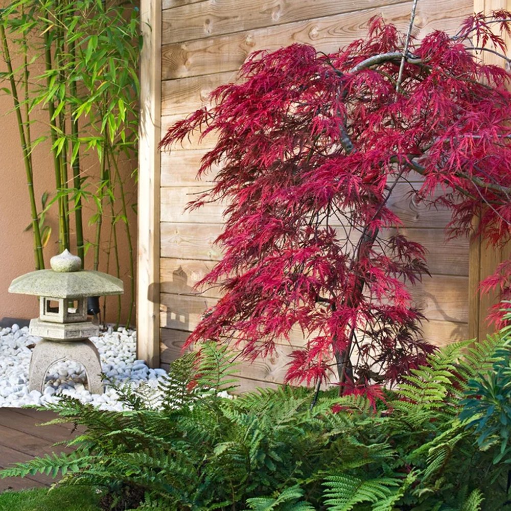 Artar Japonez Enkan, cu frunzis rosu-inchis