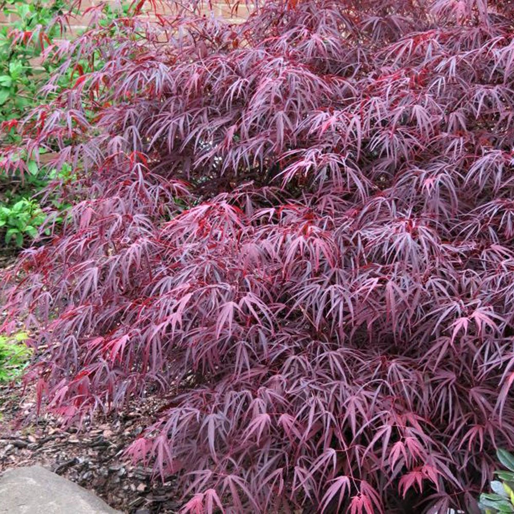 Artar Japonez Enkan, cu frunzis rosu-inchis