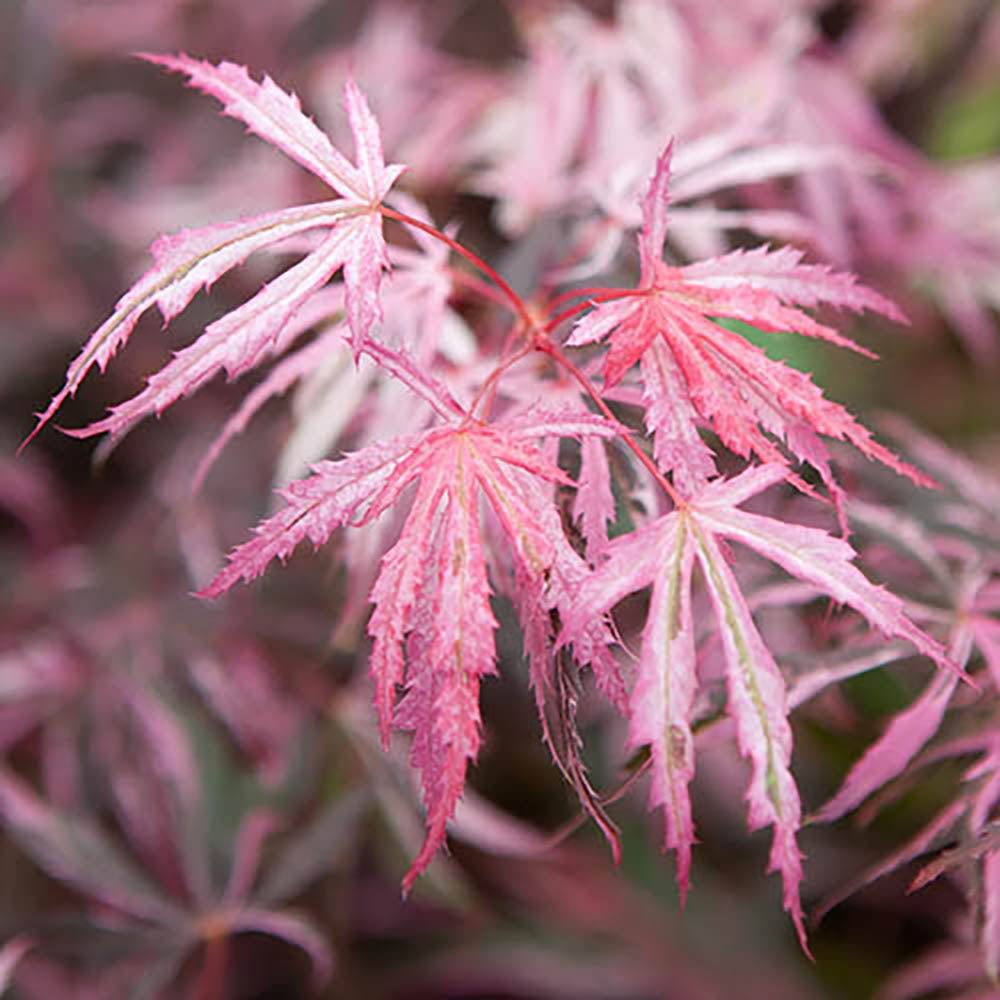 Artar Japonez Extravaganza, cu frunzis rosu-roz
