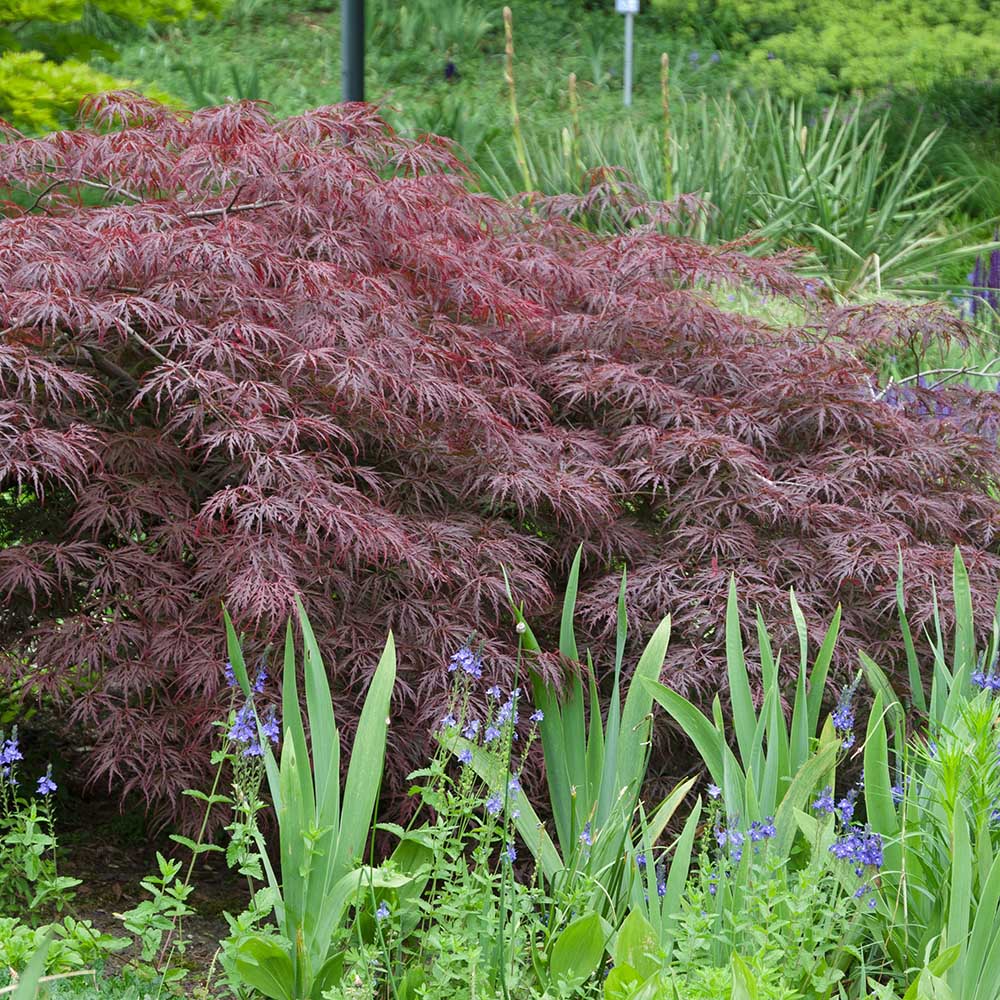 Artar Japonez Firecracker, cu frunzis rosu aprins