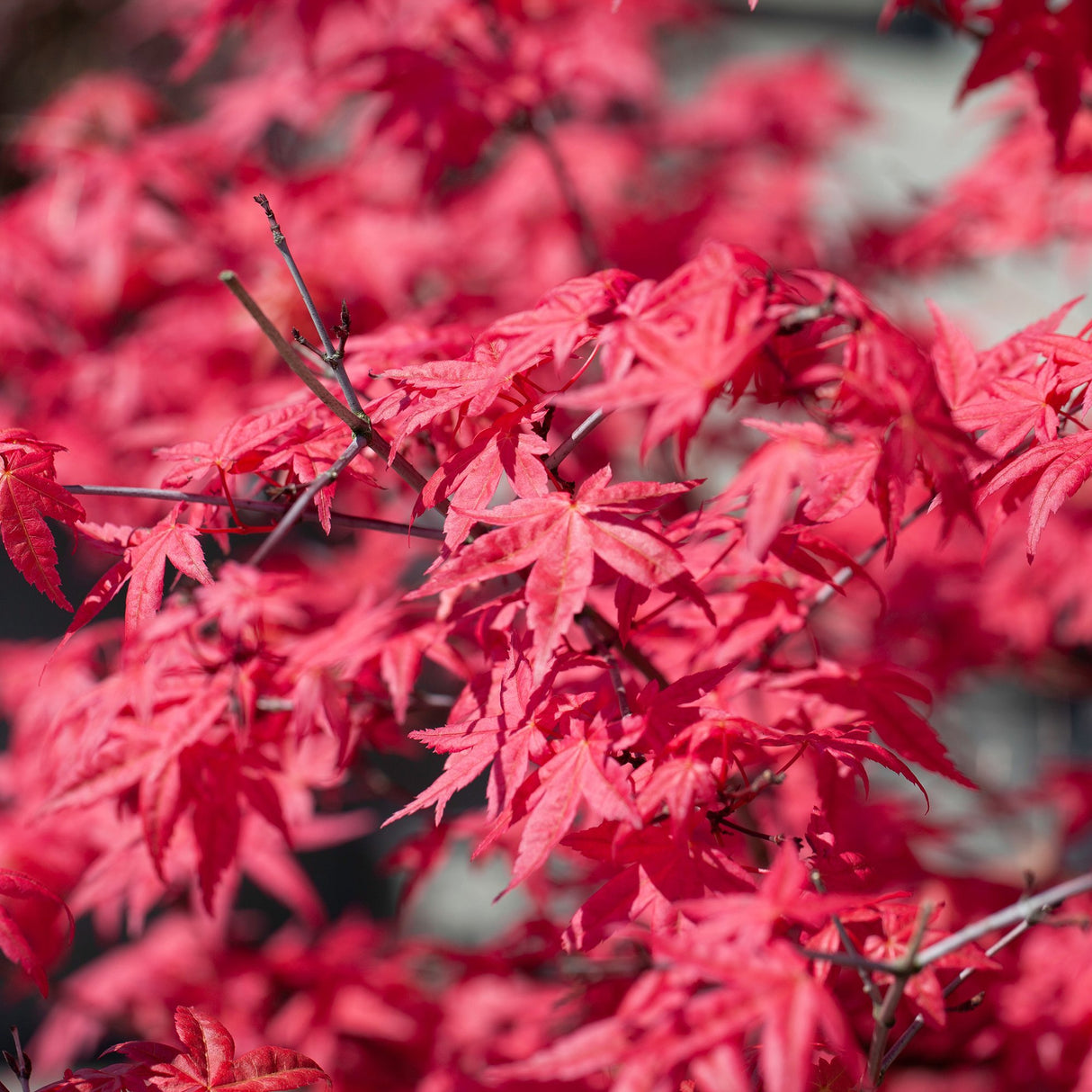 Artar Japonez Fireglow, cu frunzis rosu intens