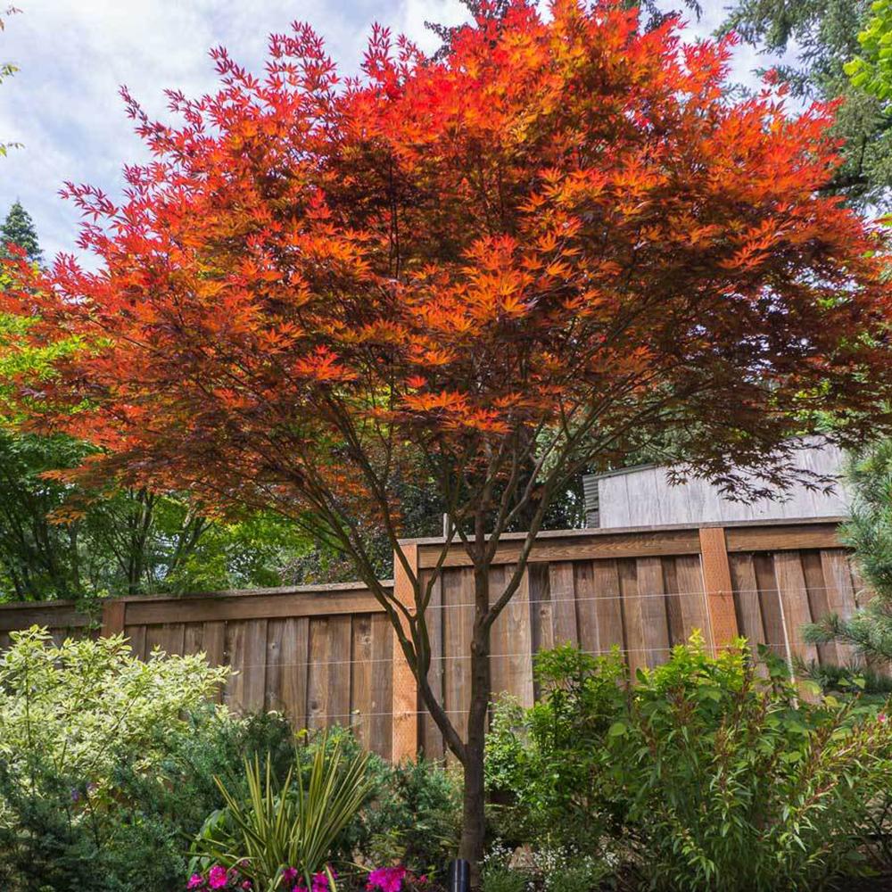 Artar Japonez Fireglow, cu frunzis rosu intens