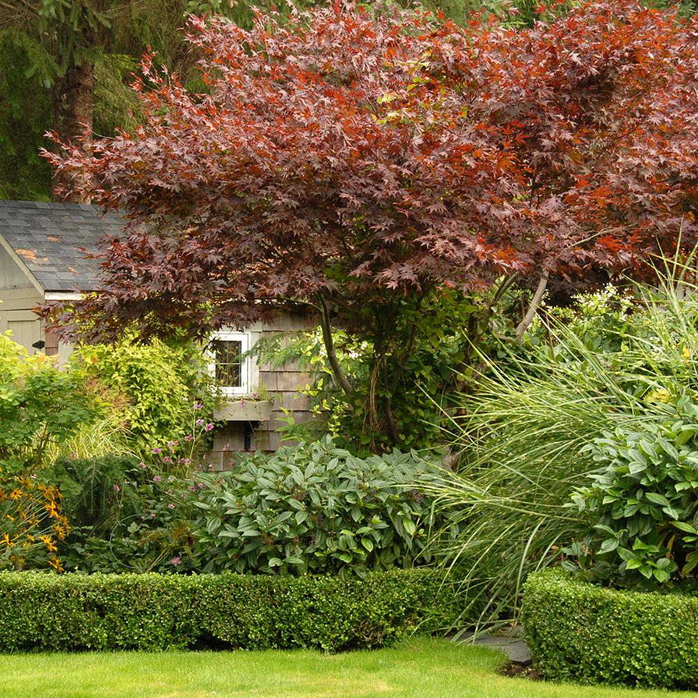 Artar Japonez Fireglow, cu frunzis rosu intens