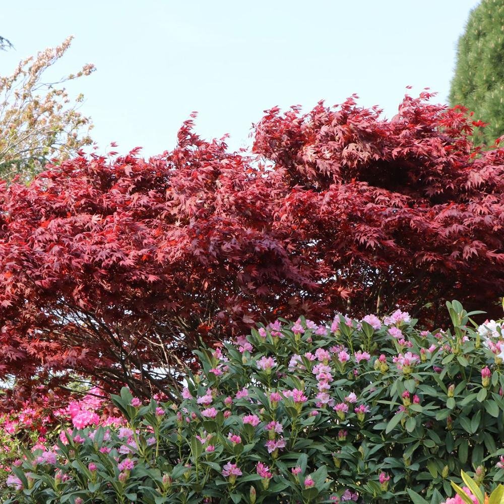 Artar Japonez Fireglow, cu frunzis rosu intens