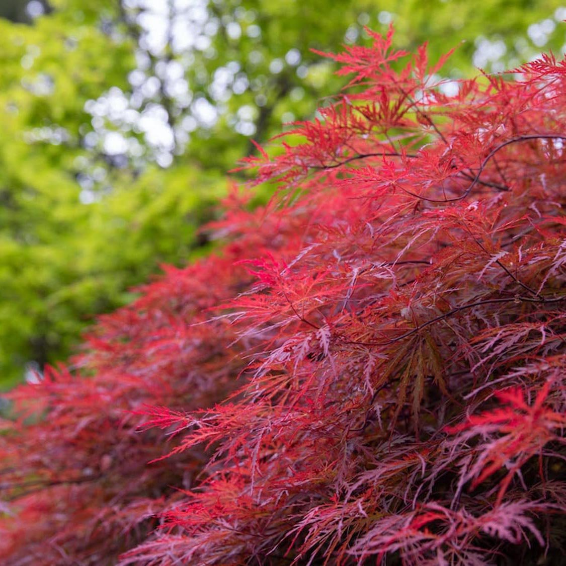 Artar Japonez Inaba-Shidare, cu Frunzis Scanteietoare Rosu - Inchis