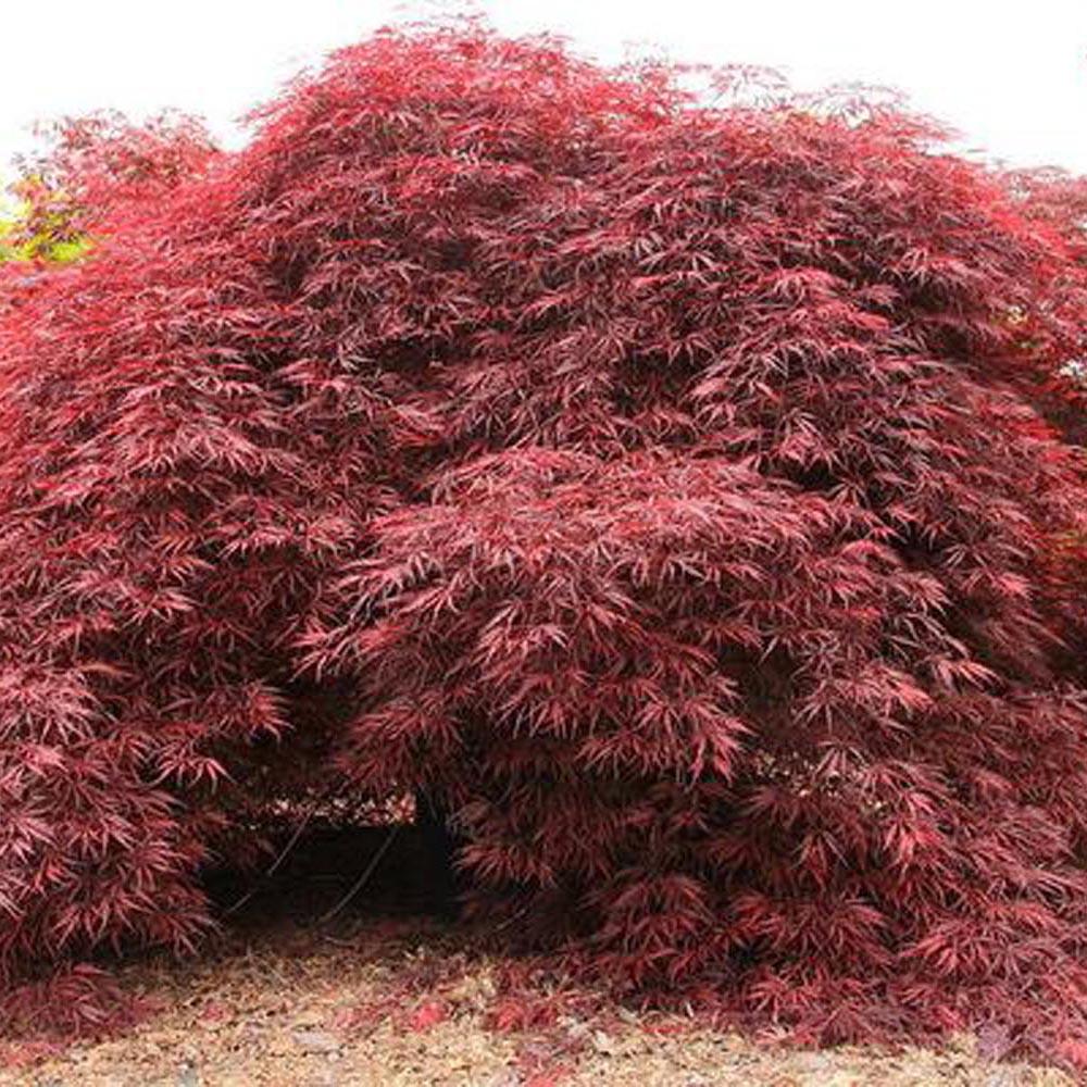 Artar Japonez Inaba-Shidare, cu Frunzis Scanteietoare Rosu - Inchis