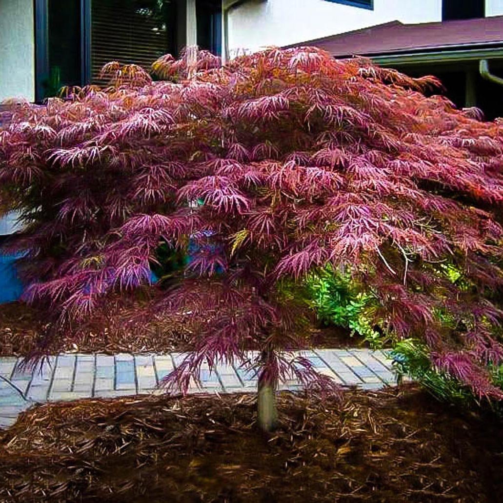 Artar Japonez Inaba-Shidare, cu Frunzis Scanteietoare Rosu - Inchis