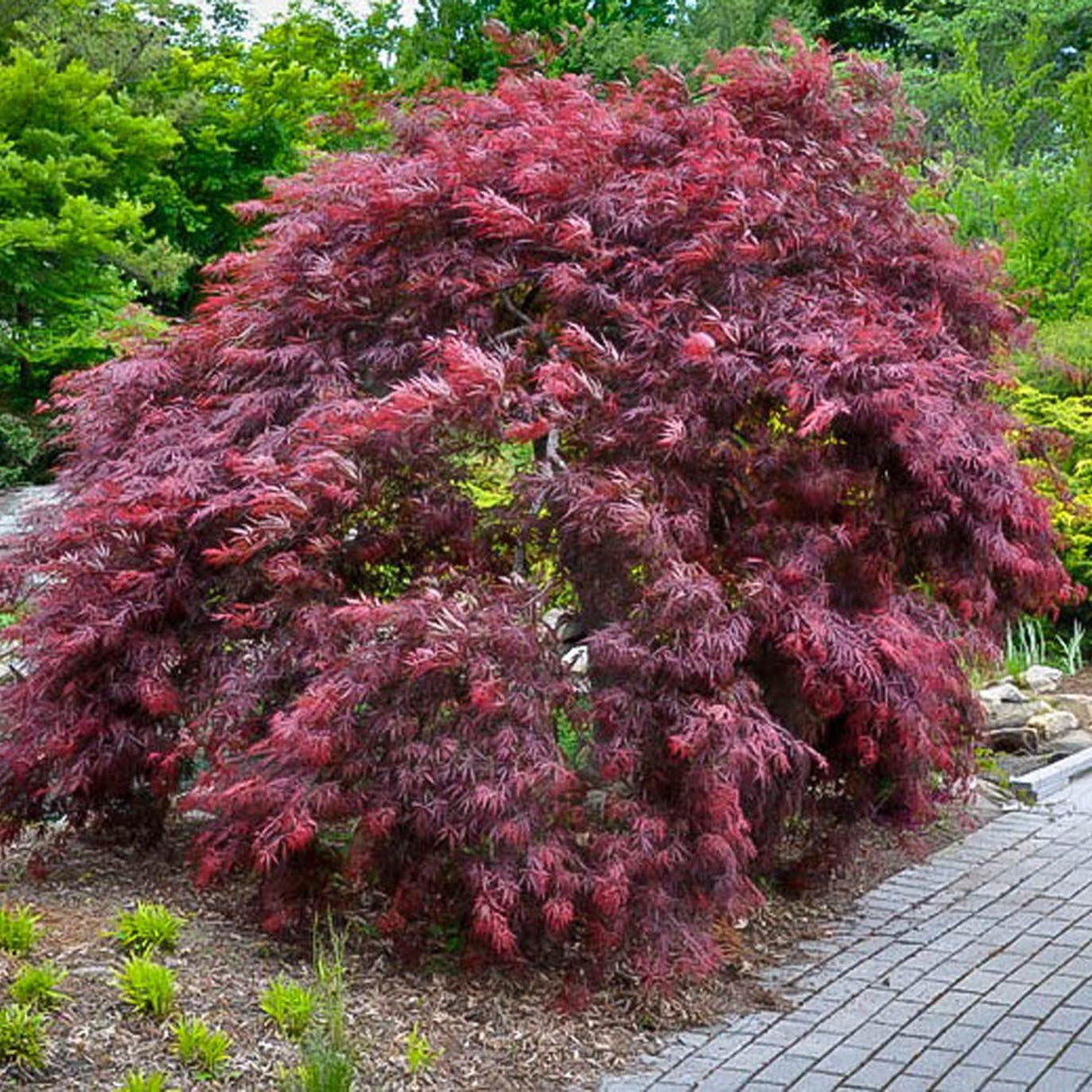 Artar Japonez Inaba-Shidare, cu Frunzis Scanteietoare Rosu - Inchis