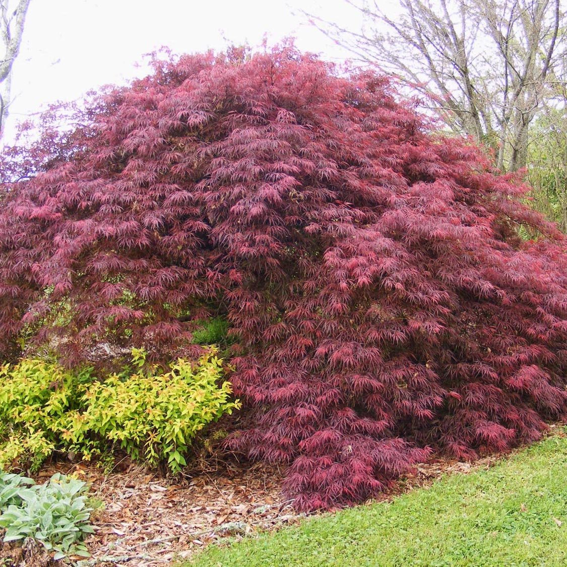 Artar Japonez Inaba-Shidare, cu Frunzis Scanteietoare Rosu - Inchis