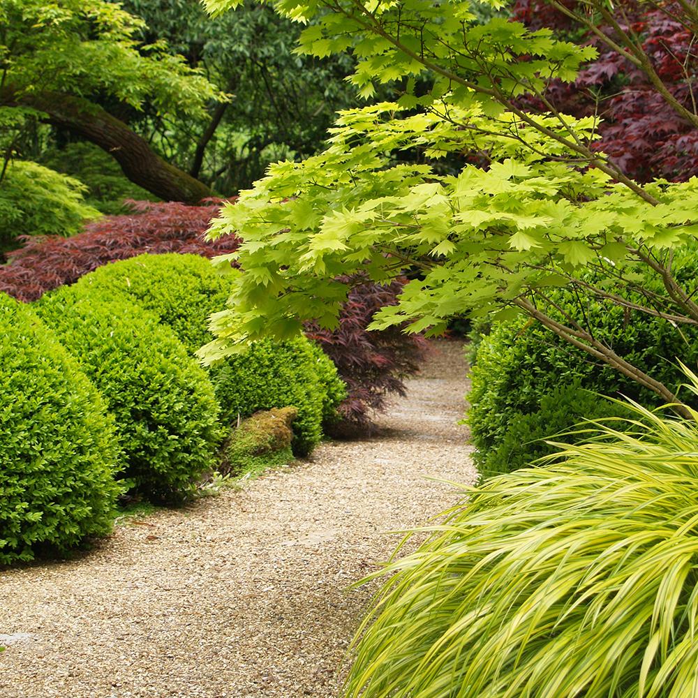 Artar Japonez Jordan, cu frunzis auriu - galben