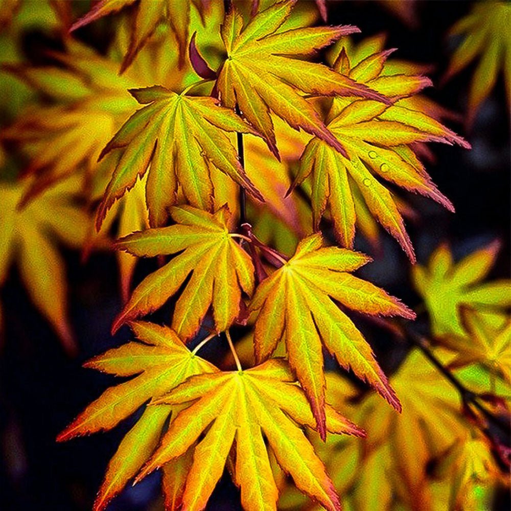 Artar Japonez Katsura, cu frunzis galben-portocaliu