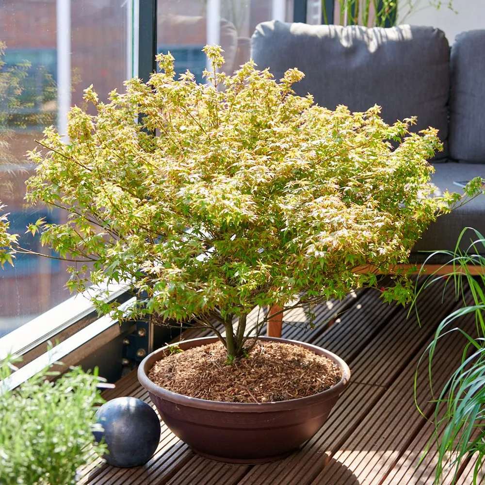 Artar Japonez Katsura, cu frunzis galben-portocaliu