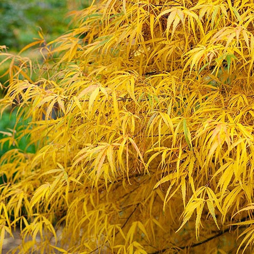 Artar Japonez Koto-No-Ito, cu frunzis galben