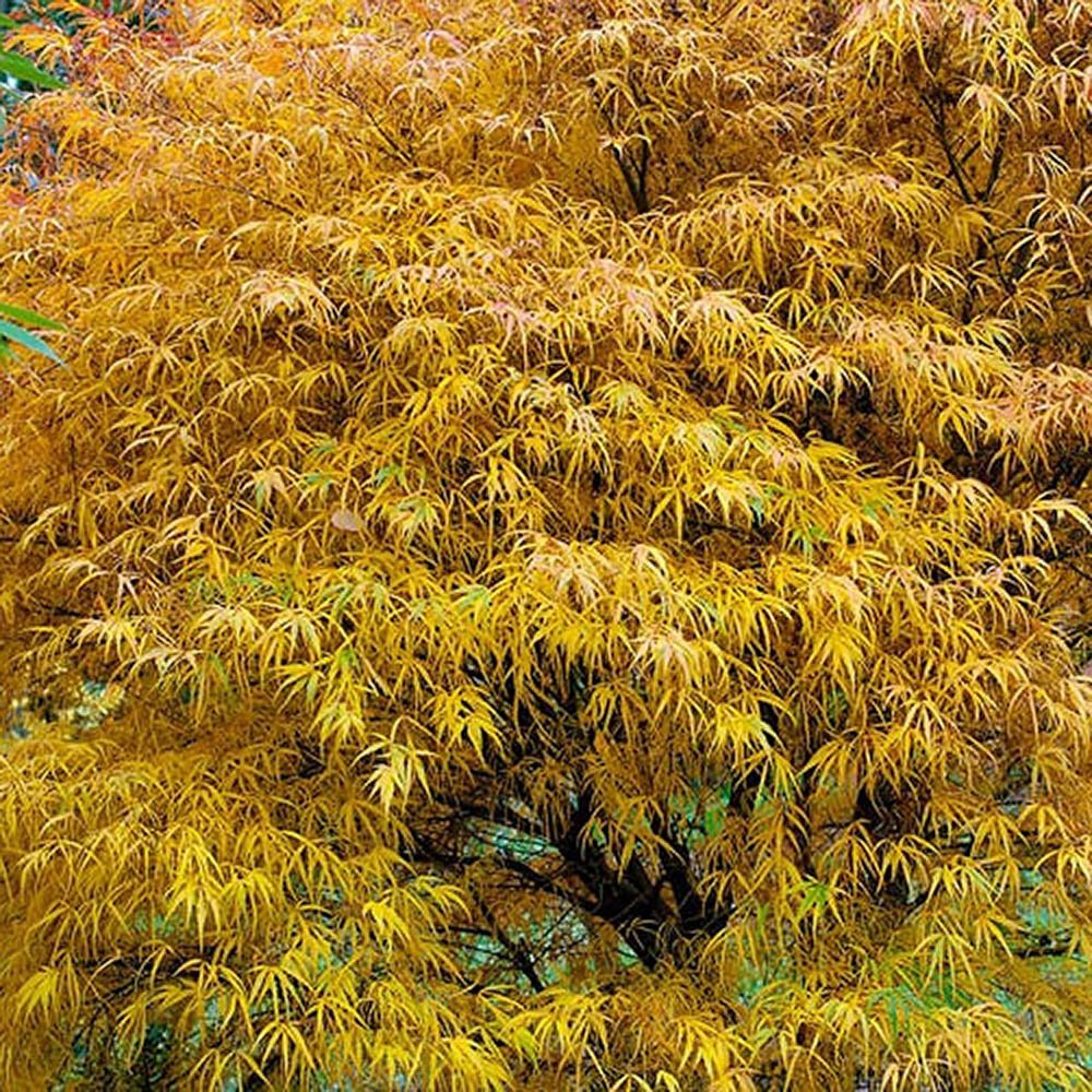 Artar Japonez Koto-No-Ito, cu frunzis galben