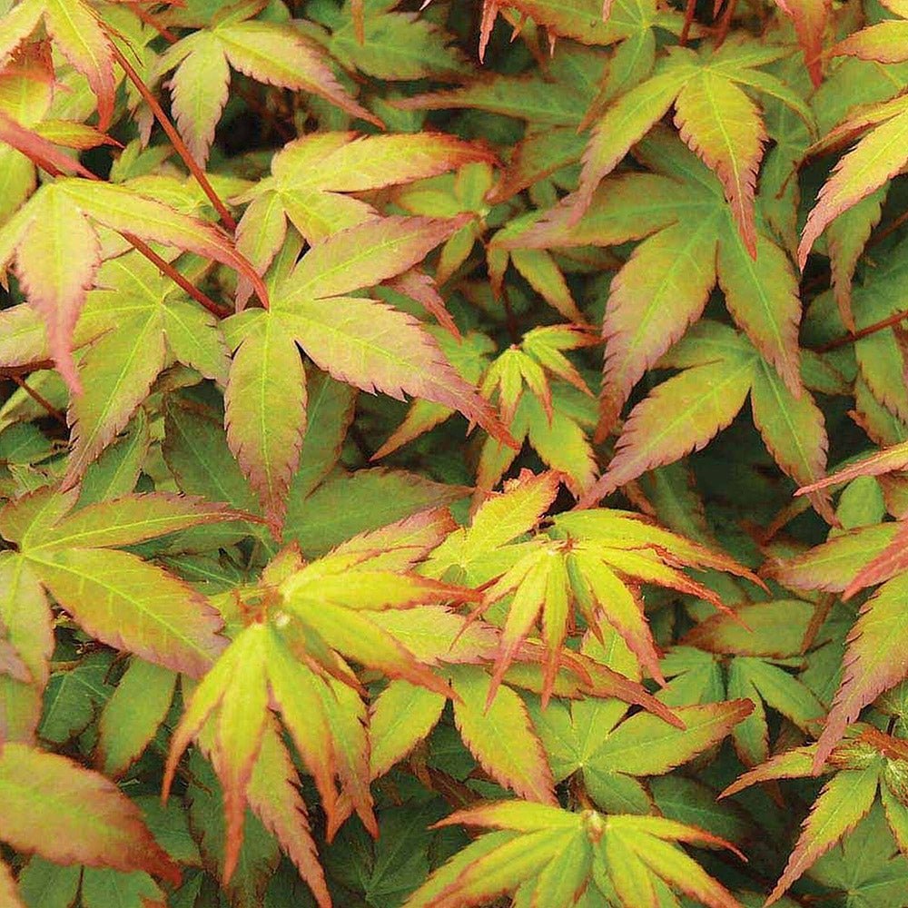 Artar Japonez Little Princess, cu frunzis verde-rosu