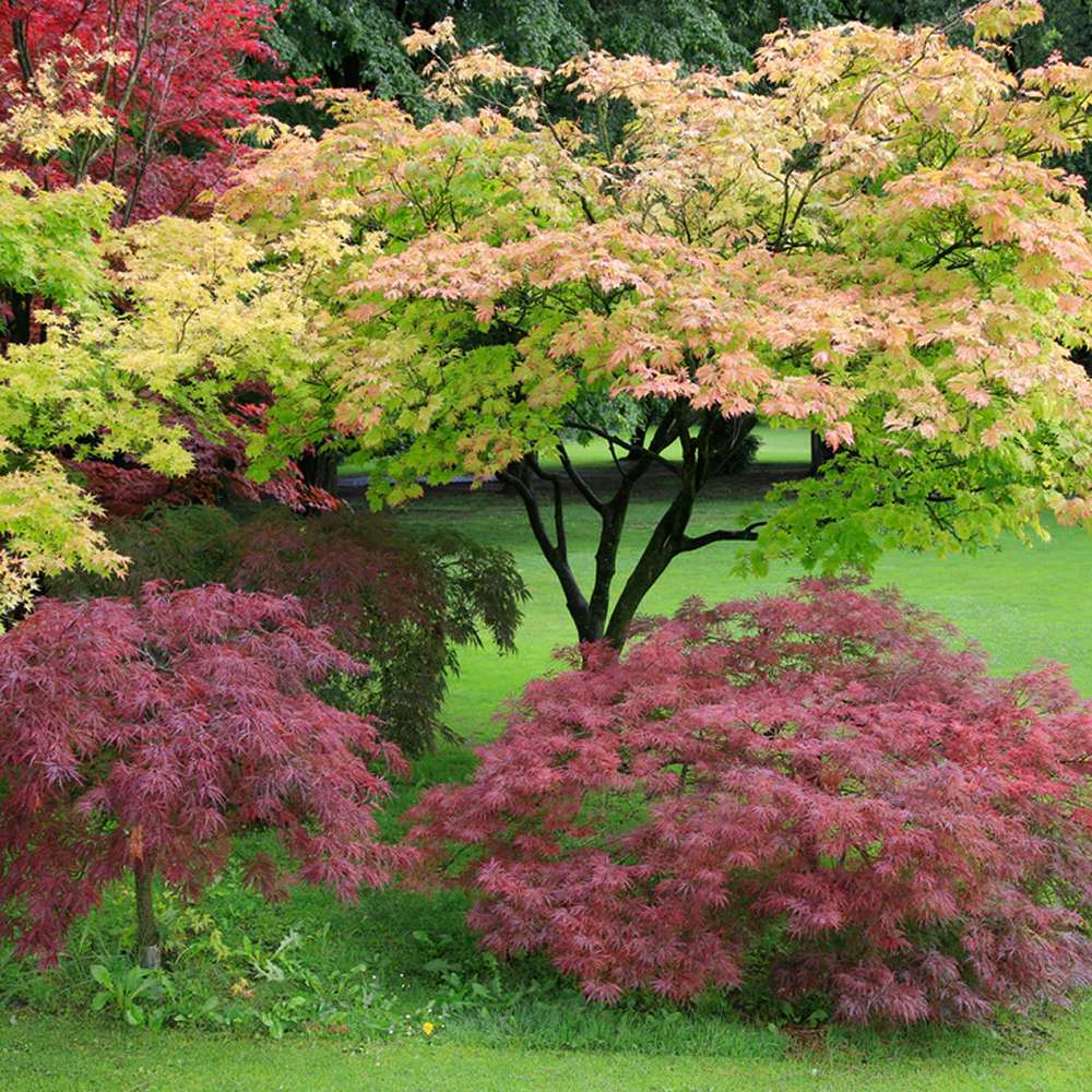 Artar Japonez Little Princess, cu frunzis verde-rosu