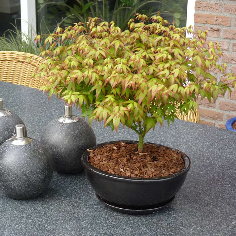 Artar Japonez Little Princess, cu frunzis verde-rosu