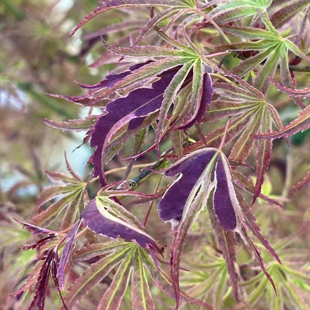 Artar Japonez Manyu-no-Sato, cu frunzis purpuriu-verde
