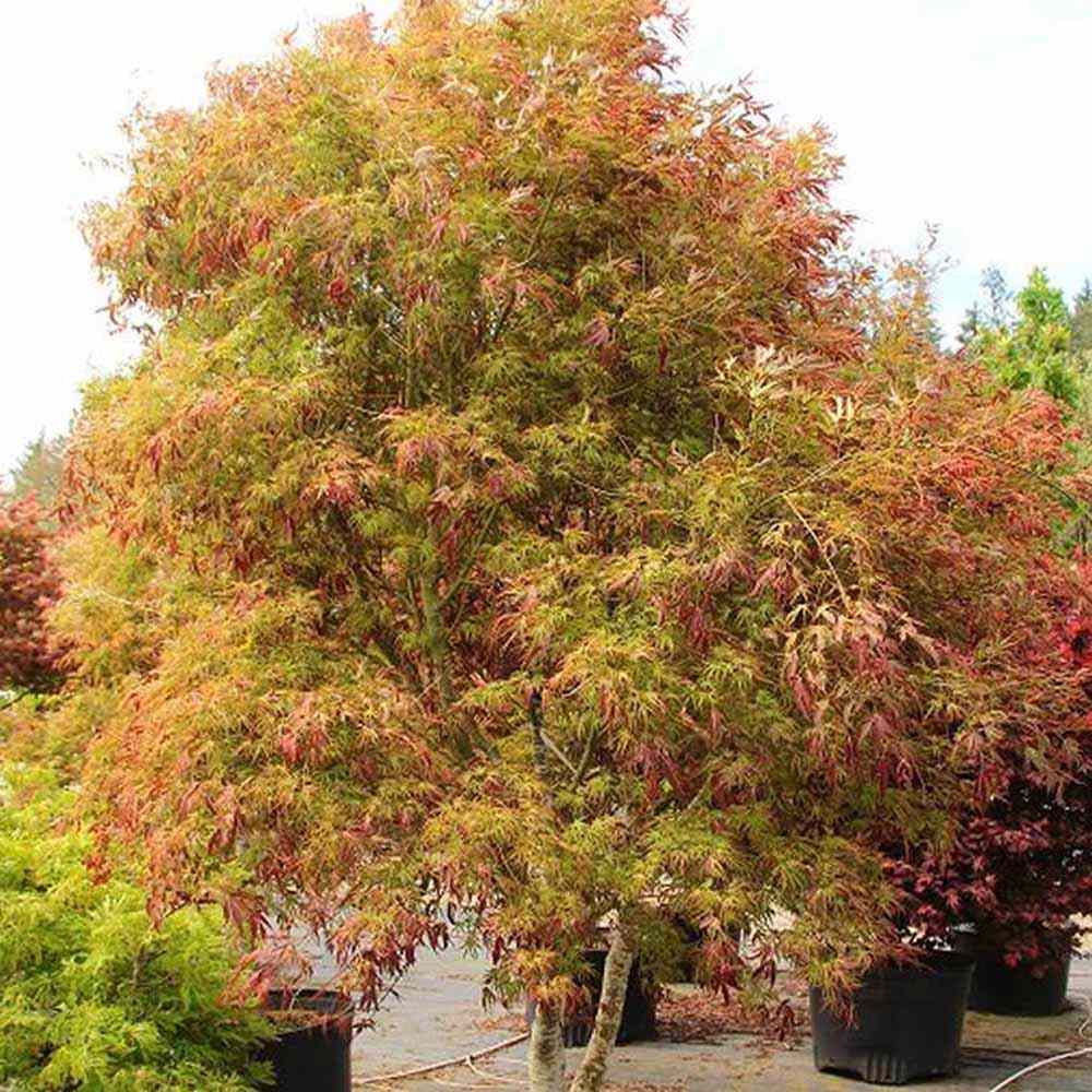 Artar Japonez Manyu-no-Sato, cu frunzis purpuriu-verde