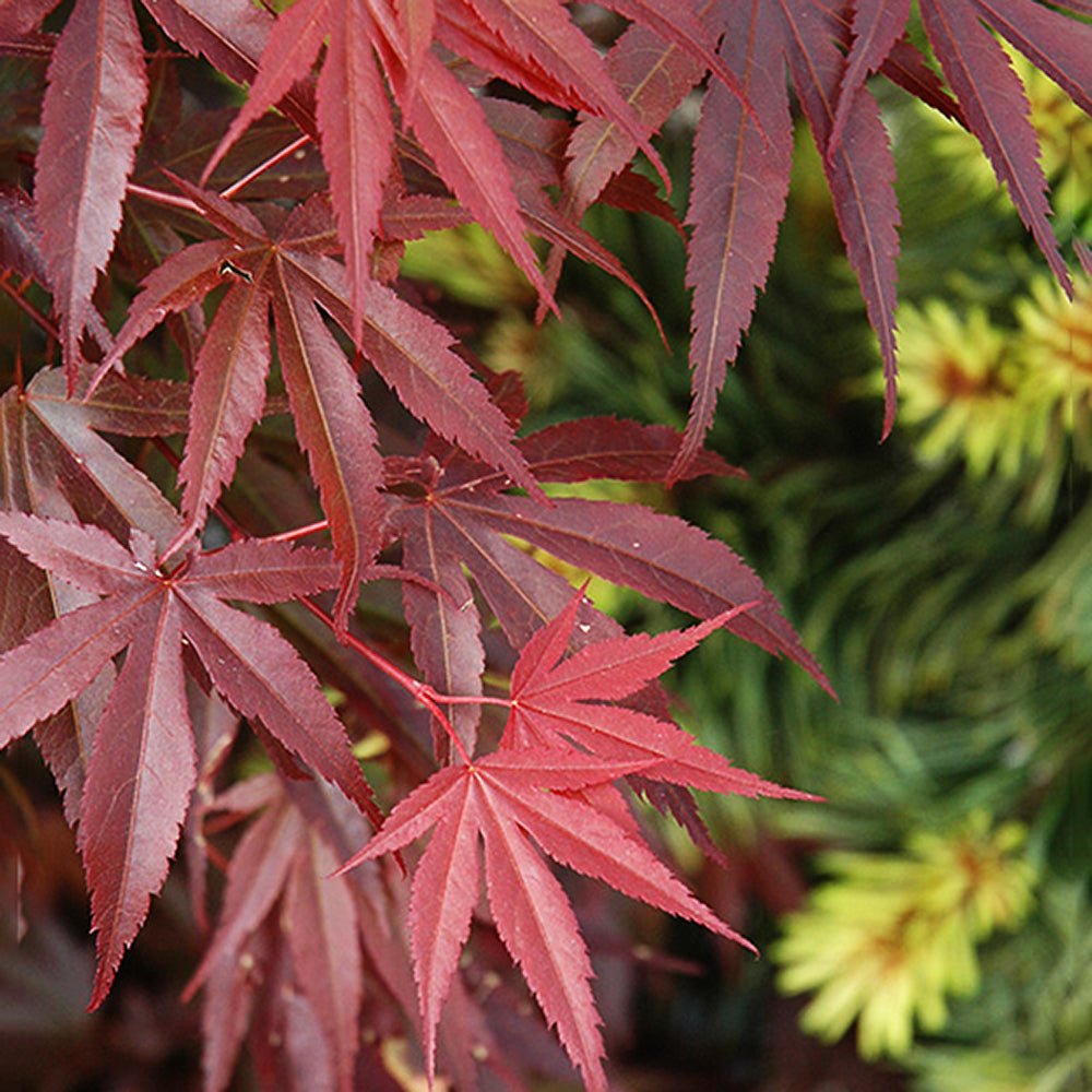 Artar Japonez Skeeters Broom, cu frunzis rosu - aprins