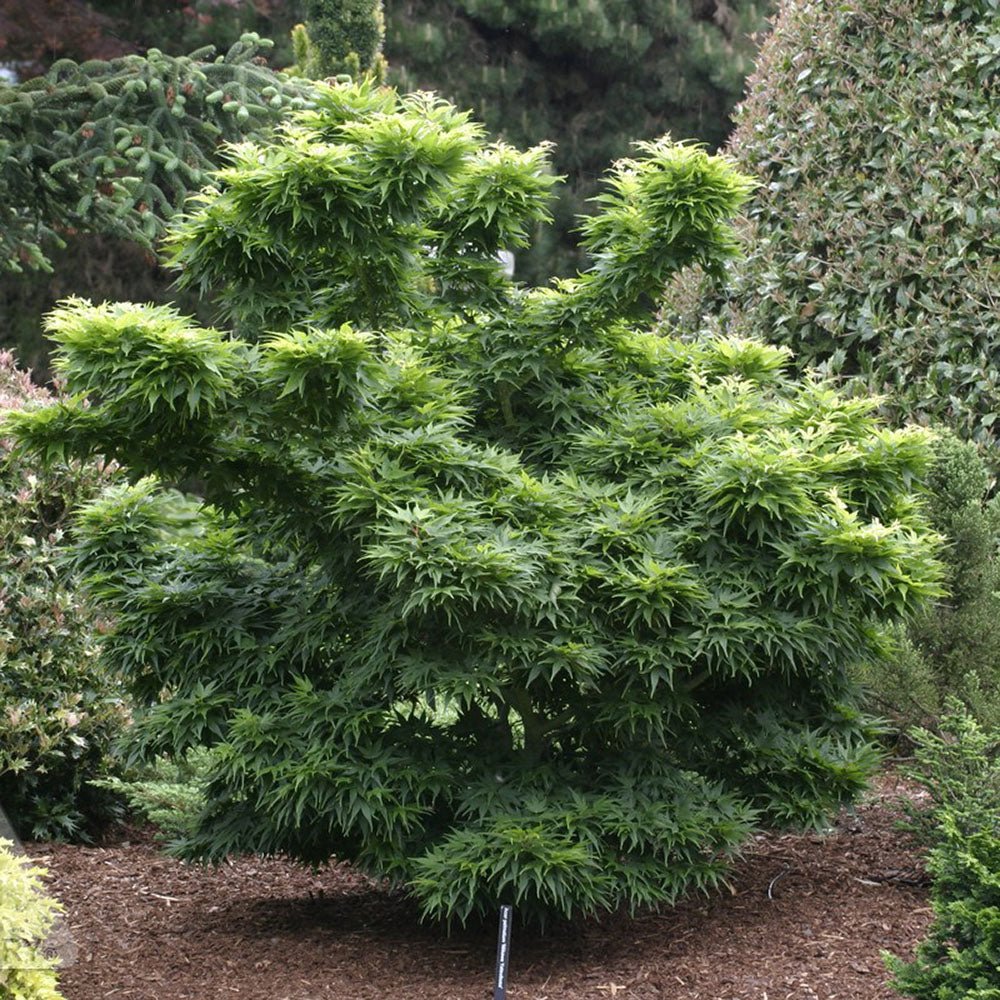 Artar Japonez Mikawa Yatsubusa, cu frunzis verde