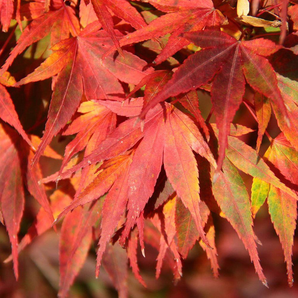 Artar Japonez Mikawa Yatsubusa, cu frunzis verde